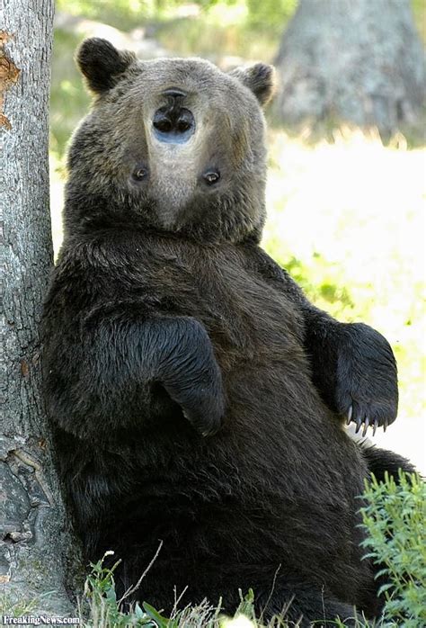 Picture Of A Bear Picturemeta