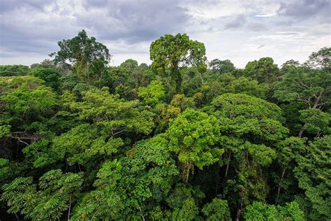 Highlights Of The Peruvian Amazon Kimkim