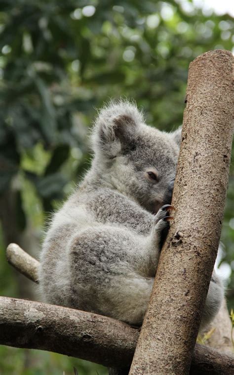 Baby Koalas Wallpapers Wallpaper Cave