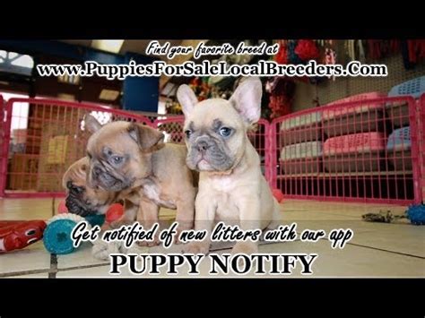It has origin from the land of the england and the lace makers from france this dog is amazing for your family and will become your best buddy. LILAC FRENCH BULLDOG PUPPIES FOR SALE, GEORGIA LOCAL ...