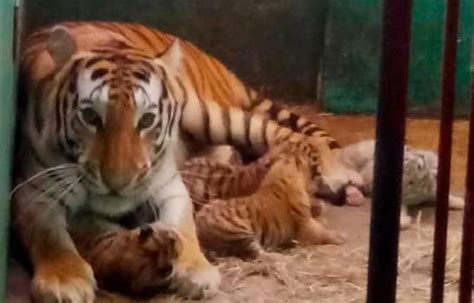 Nacen cuatro tigres de bengala en el Zoológico Nacional de Cuba
