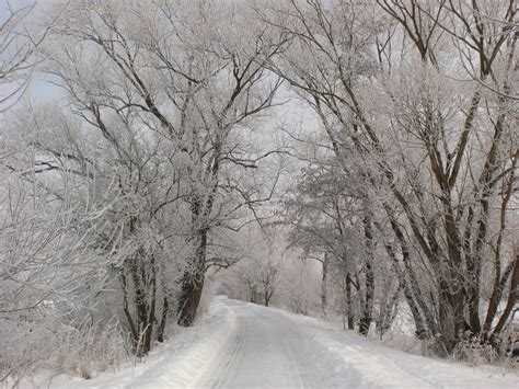Road In Winter Free Stock Photo Public Domain Pictures