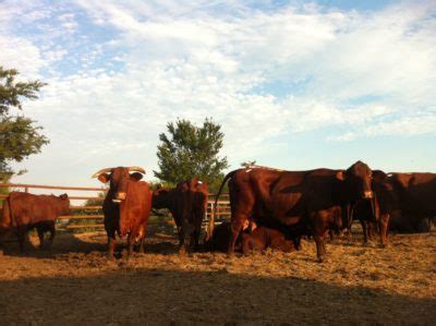 Livestock Health Interstate Livestock Movement Requirements Ut Beef Forage Center