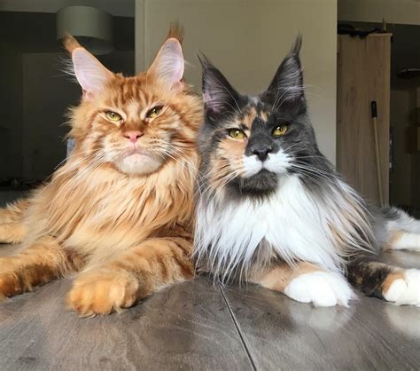 Vaccinations will be required on an annual basis to ensure that your cat doesn't come in contact with any deadly diseases / viruses. How Much Do Maine Coon Kittens Cost? | Infinity Kittens ...