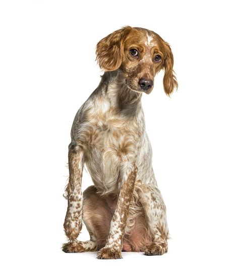 Brittany Spaniel Colors Rarest To Most Common A Z Animals