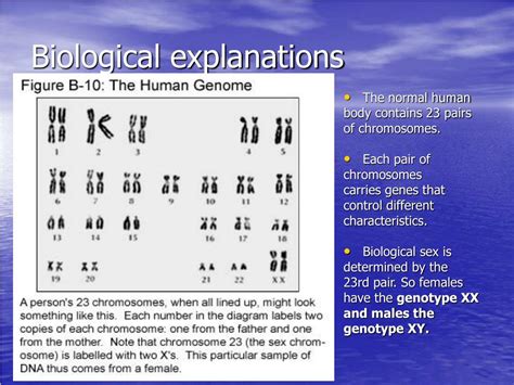 Ppt The Biological Explanation Of Gender Powerpoint Presentation
