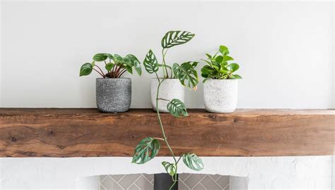 Six Indoor Plants You Probably Wont Kill Daily Liberal