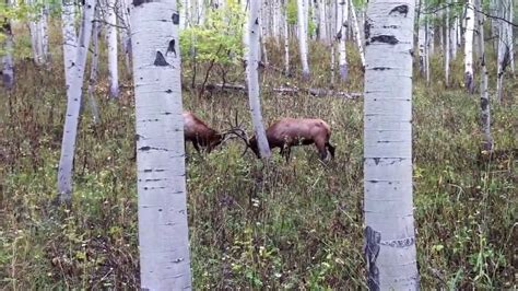 Two Monster 6 Point Bull Elk Fight In An Awesome Battle Youtube