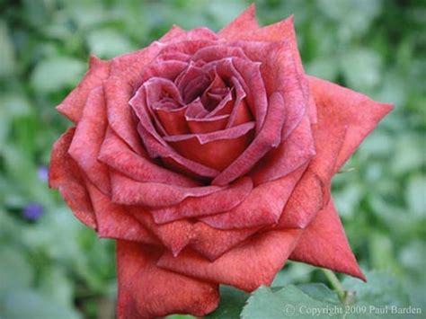 Jocelyn Rogue Valley Roses