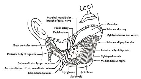 Submandibular Gland Anatomy