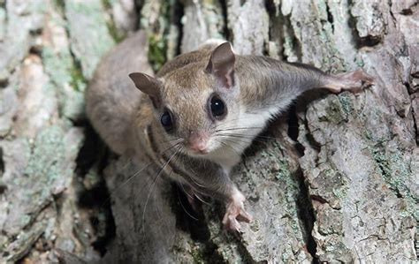 Flying Squirrels A Guide To Flying Squirrels Found In Ny And Ct