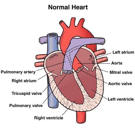 Cardiomegaly Definition What Is Symptoms Causes Treatment