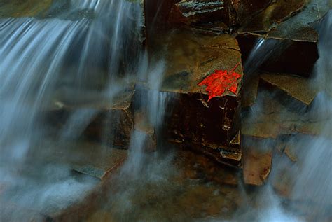 041025 Red Leaf On Rock With Waterfall White Mountains New Hampshire