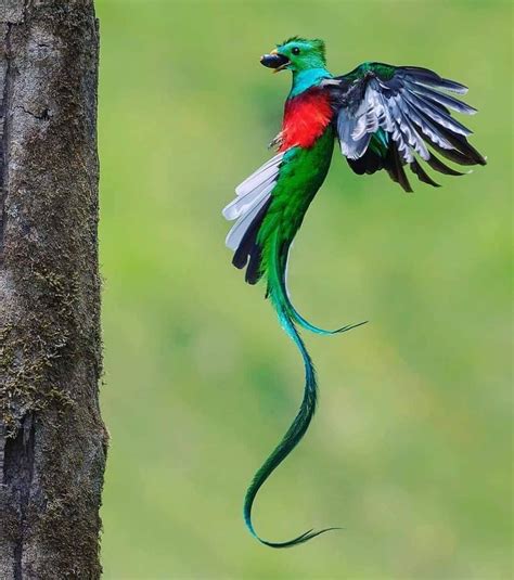 Un Quetzal Majestuoso Wild Animals Pictures Animals Wild Wild Birds