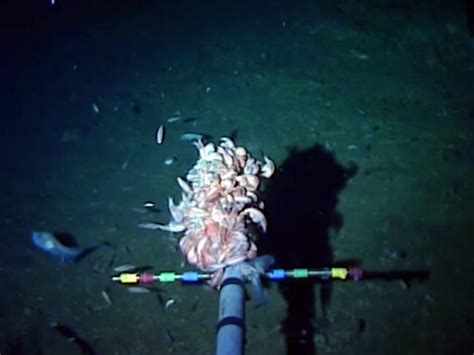 Marine Biologists Capture Footage Of Worlds Deepest Dwelling Fish In