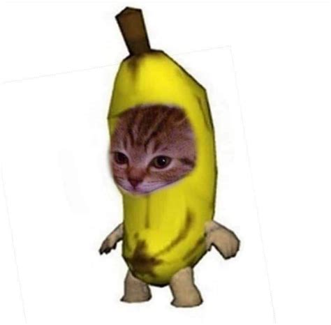 𝐠𝐥𝐨𝐛𝐚𝐥 ꜜ﹕matching Icons In 2020 Cute Memes Animal Memes Cat Memes