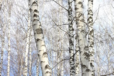 Birch Tree Guide 15 Colors Species Types What They 59 Off