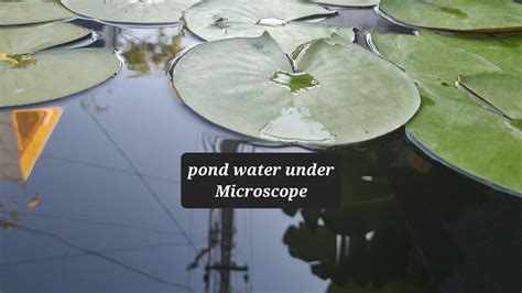 Pond Water Under Microscope Youtube
