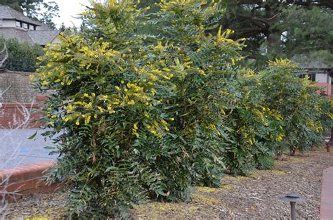Leatherleaf Mahonia Love It Or Dont Plant It What Grows There