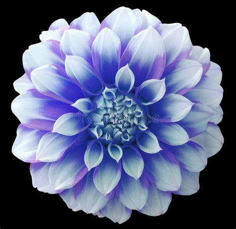 Dahlia Blue White Flower Variegated Flower Black