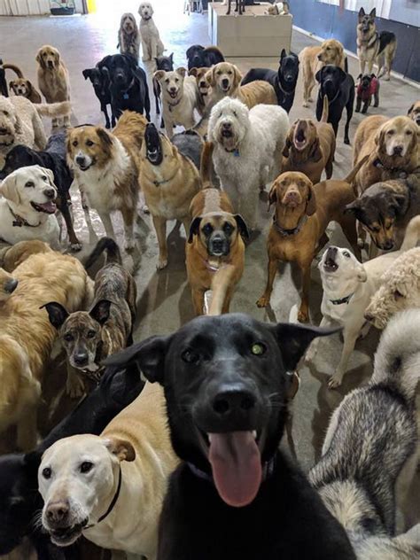 Dog Selfie Doggy Day Care Photo Captures Hearts