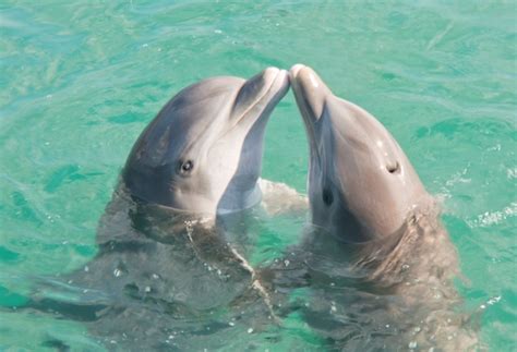 Adopt A Dolphin Wwf Animal Adoptions From £300 A Month