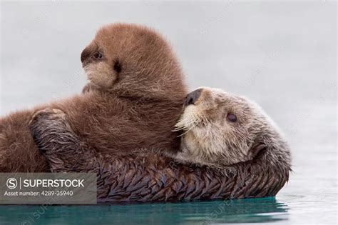 Female Sea Otter Holding Newborn Pup Out Of Water Prince William Sound