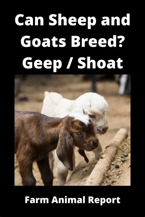 Can A Goat And A Sheep Breed Geep Shoat