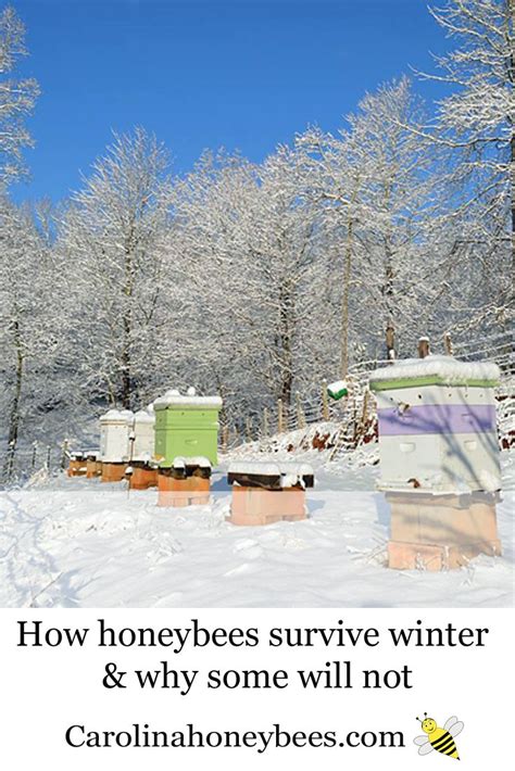 Where Do Bees Go In Winter Carolina Honeybees Bee Keeping Bee
