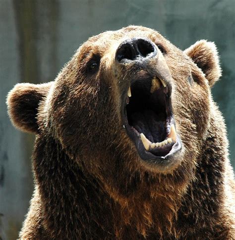 A Large Brown Bear With Its Mouth Open