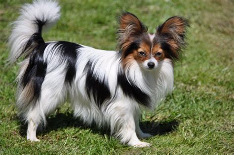 Cute Small Dogs Do You Have A Favorite Cuteness Overflow