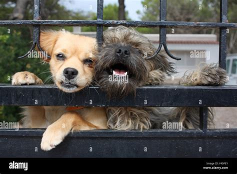 Dogs Behind Fence Stock Photo Alamy