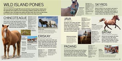 Horses The Definitive Catalog Of Horse And Pony Breeds Scholastic Canada