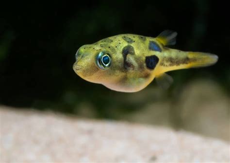Pea Puffers Care Guide Tank Setup Diet And Breeding