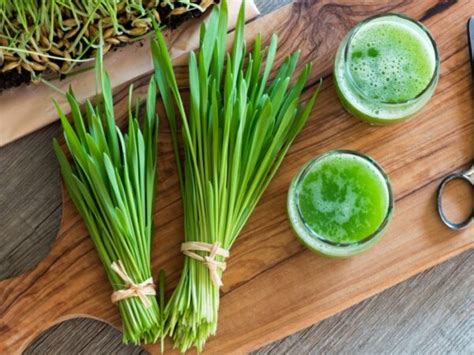 HEALTH BENEFITS OF BARLEY GRASS BARLEY LEAVE Health GadgetsNG