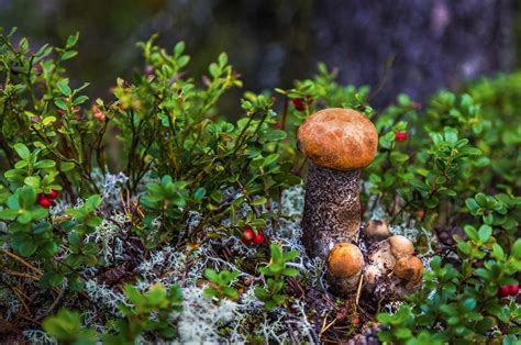 Фото грибов в лесу | Грибы, Дикие грибы, Природа