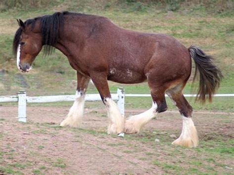Ten Of The Most Expensive Horse Breeds In The World 9 Top 10 Of