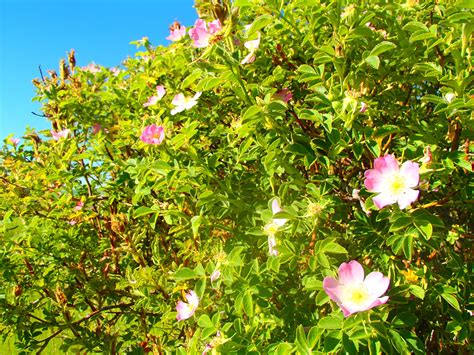 Free Images Blossom Meadow Flower Botany Flora Wildflower Shrub