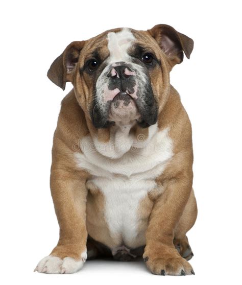 English Bulldog Puppy 4 Months Old Stock Image Image Of