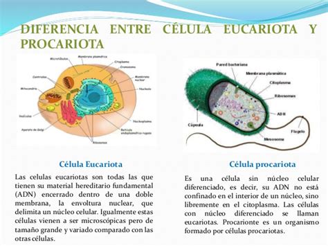 Biologia Celular Cuadro Comparativo De La Celula Eucariota Y Procariota