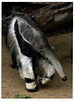 ENGINEERING THE GIANT ANTEATER - Creation Engineering Concepts