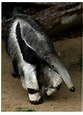 ENGINEERING THE GIANT ANTEATER - Creation Engineering Concepts