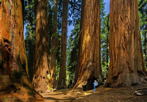 Top 10 Kings Canyon National Park Sequoia