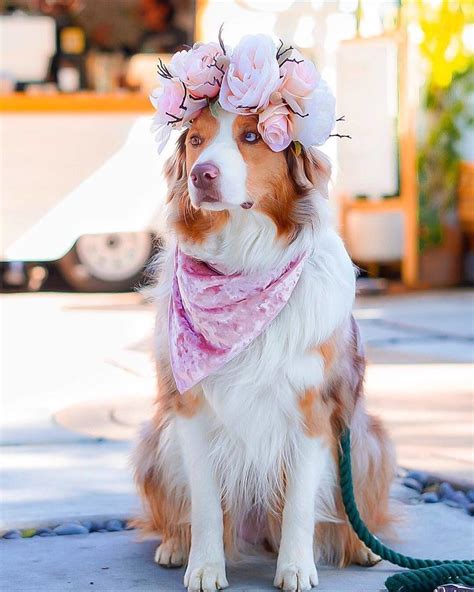 This Artist Is Making Flower Crowns For Animals And They Look Majestic