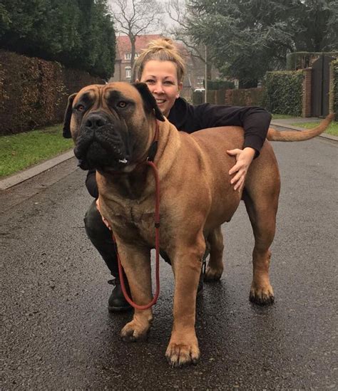 Boerboels are not only known for their loyal , intelligent and protective nature but. Rocko | Boerboel / South African Mastiff | Hunderassen ...