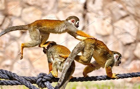 Monkeys Playing On The Rope Featuring Monkey Fun And Ape Animals