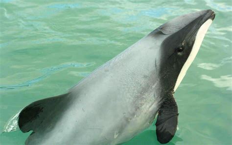 Endangered Dolphins Have Changed Their Diet A Study Suggests Rnz News