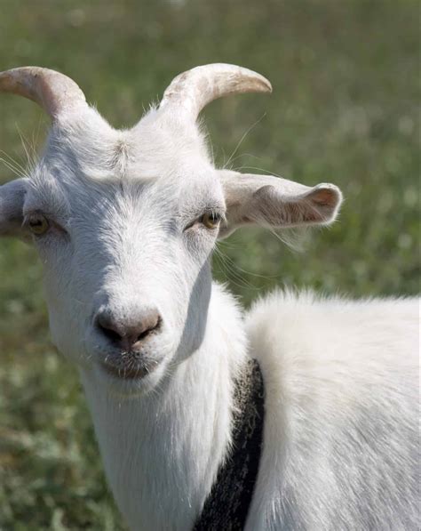 Goat Horns ~ What To Know About Horned Goats Chickens Livestock