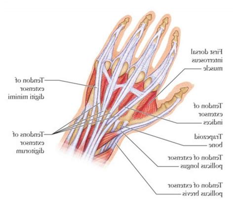 Tendon Diagram Of Wrist De Quervain S Tenosynovitis Florida