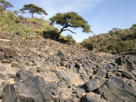 Olduvai Gorge Basalt Tanzania Stock Image C0156428 Science